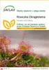 SAFLAX - Rosiczka Okrągłolistna - 50 Nasiona - Drosera Podgląd zdjęcia produktu 1