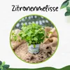 Enseleits 3er Set Zitronenmelisse, Marktfrische Qualität Produktbild-Vorschau 3