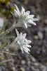 Close-up of two white edelweiss flowers with green leaves against a blurred background of soil and pebbles. Produktbild-Vorschau
