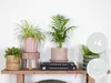 Bloomique - Mix 4 - Mieszanka przyjazna zwierzętom - Cypr Podgląd zdjęcia produktu 9