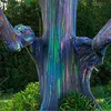 Semená Eucalyptus Deglupta - balenie 10 ks - Exotické Náhľad obrázku produktu 5