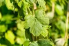 Vitis vinifera 'Erdbeertraube', Weinrebe, süß, 80–100 cm Produktbild-Vorschau 11