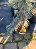 Cedrus libani Glauca Blaue Libanon-Zeder 100–120 cm Produktbild-Vorschau 4
