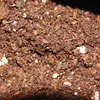 Terreno per piante carnivore - terreno carnivoro Anteprima dell’immagine prodotto 3