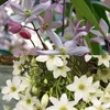 2 x Immergrüne Clematis Kletterpflanzen: Clematis Apple Produktbild-Vorschau 1