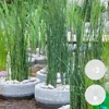 3er-Set Equisetum Japonicum, Schachtelhalm, 20-30 cm, Topf Produktbild-Vorschau 2