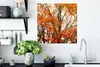 MuchoWow® Poster Wald - Herbst - Jahreszeiten 50x50 cm - Produktbild-Vorschau 3