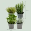 Zynesflora 4 Stück Italienische Kräuter Pflanzen im Ø 14 cm Produktbild-Vorschau 9