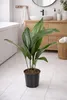 Aspidistra elatior 50 cm palma ševcovská – robustní Náhled obrázku produktu 2