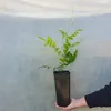 Glicynia (Wisteria) kwiecista Violacea Plena 2L Podgląd zdjęcia produktu 3