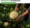Blumenkohl Erfurt Samen - Brassica oleracea - Produktbild-Vorschau 2