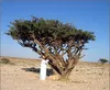 Albero dell'incenso (Boswellia sacra)  - 5 semi Anteprima dell’immagine prodotto 2