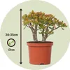 Jadepflanze - Crassula ovata 'Sunset' - Höhe 30-35cm - Produktbild-Vorschau 2