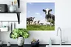 MuchoWow® Poster Kühe - Gras - Tiere - Sonne - Bauernhof Produktbild-Vorschau 3