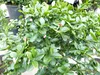 Kaviarlimette 65 - 75 cm | grüner Kaviar | Zitrusbaum | Produktbild-Vorschau 5