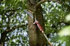 Astsäge Powercut saw PRO 370 (rot/silber) Produktbild-Vorschau 8