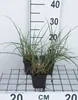 6 x  Miscanthus sin. 'Kleine Silberspinne' - Chinaschilf - Produktbild-Vorschau 1