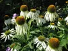 Stauden Gänge 3 x Echinacea purpurea 'PowWow White' - Produktbild-Vorschau 3