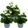Pelargonie vzpřímená – Pelargonium zonale – 12cm květináč – Náhled obrázku produktu 1