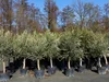 6x Olivenbaum Olive "20 Jahre" 180 - 220 cm, beste Produktbild-Vorschau 1