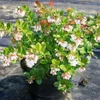 A potted plant with small white and pink flowers and green leaves. Produktbild-Vorschau