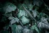A black iPhone case is placed among lush green ivy leaves. Náhled obrázku produktu