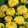 6 x Geschlitztblättriger Sonnenhut  - Rudbeckia laciniata Produktbild-Vorschau 1