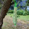 A bird feeder filled with seeds hangs from a tree branch. Náhled obrázku produktu