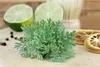 Artemisia absinthium, Wermut, silbrig-grün, ca. 9x9 cm Topf Produktbild-Vorschau 2