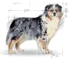 Royal Canin Medium Stérilisé 3kg Produktbild-Vorschau 5