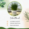 Enseleits Schnittlauch Pflanze, Marktfrische Pflanze, Produktbild-Vorschau 4