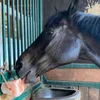6 Stk. Lyra Horse® Salzleckstein Himalaya mit Seil - je ca. Produktbild-Vorschau 4