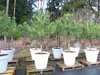 Pinus Pinea Mittelmeerkiefer 250 cm inkl. Pflanzkübel Ø80cm Produktbild-Vorschau 7