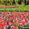 Lavameal z prapôvodnej horniny Eifel (20 kg – pre 200 m2) Náhľad obrázku produktu 3