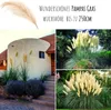 Amerikanisches Pampasgras (Cortaderia selloana) - Produktbild-Vorschau 3