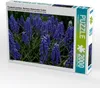 CALVENDO Puzzle Traubenhyazinthen. Montreal, Botanischer Produktbild-Vorschau 1