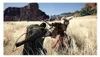 PLAION Crimson Desert - Day one, PlayStation 5, M (Reif) Produktbild-Vorschau 6