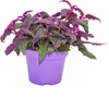 Gynura Purple Passion - Samtblatt - Samtnessel - Produktbild-Vorschau 2