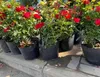 MIKONI Anzuchttöpfe | Ø 9 cm | 200 Stück | Folientöpfe Produktbild-Vorschau 4