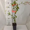 Rdest Auberta 1L Podgląd zdjęcia produktu 7