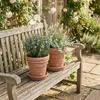Two potted plants on a wooden bench in a garden setting. Náhled obrázku produktu