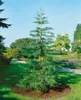 Sequoiadendron giganteum, Bergmammutbaum, 50–60 cm Produktbild-Vorschau 11