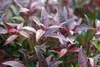 Leucothoe 'Zeblid' ('scarletta') - Traubenheide 40- 50 cm - Podgląd zdjęcia produktu 2