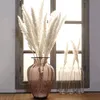 Pampasgras, Natürliche Pampasgras Getrocknet Pampas Gras Produktbild-Vorschau 6