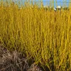 Cornus sericea 'Flaviramea', dereń żółty, 80-100 cm Podgląd zdjęcia produktu 5