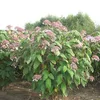 2 x  Hortensie  - Hydrangea aspera 'Sargentiana'  | 25-30 Produktbild-Vorschau 2