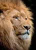 CALVENDO Puzzle Löwe | 1000 Teile Lege-Größe 64x48cm Produktbild-Vorschau 3