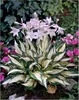 Stauden Gänge 3 x Hosta x fortunei 'Fire and Ice' im 1 Produktbild-Vorschau 1