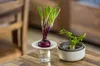 Plastia Urbalive Hydrokultur-Schale Regrow, Elfenbein Produktbild-Vorschau 15