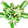 Cereus floridianus – „Grüne Finger“ – in einem 5,5-cm-Topf Produktbild-Vorschau 4